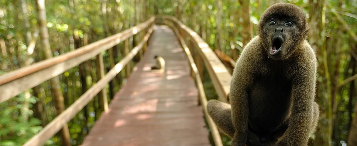 Juma Amazon Lodge