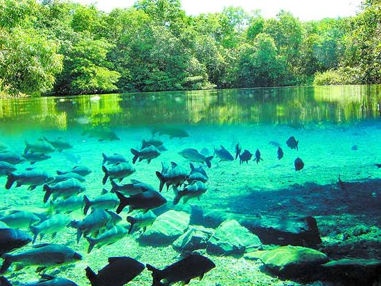 Bonito Essencial