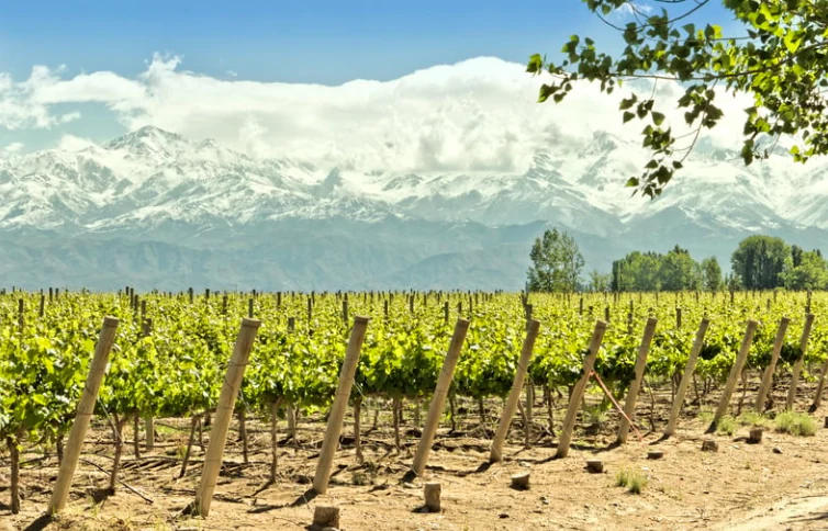 Mendoza Essencial