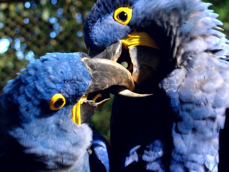 Pantanal Sul — Fazenda Aguapé