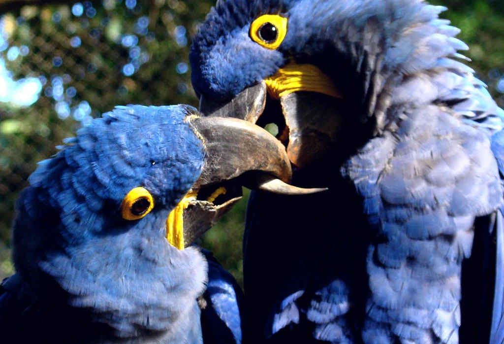 Pantanal Sul — Fazenda Aguapé