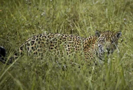 Pantanal Sul — Refúgio Caiman