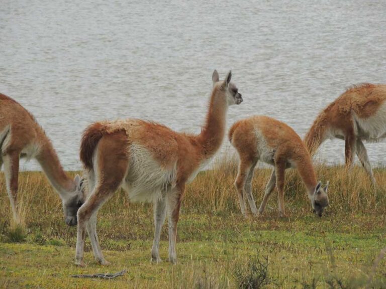 Parque Nacional Torres del Paine — Circuito W — foto 1