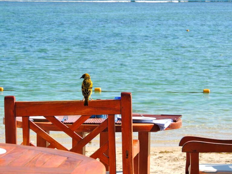 Ilhas Mauritius — foto 7
