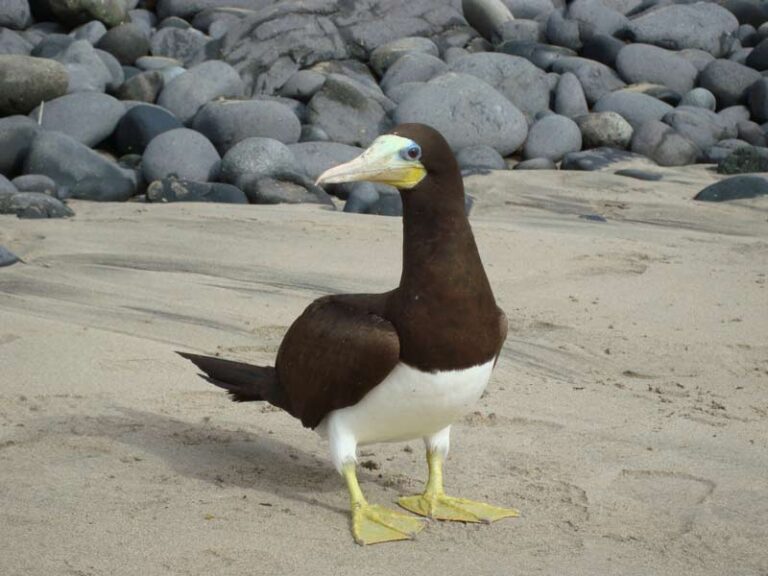 Fernando de Noronha — foto 17