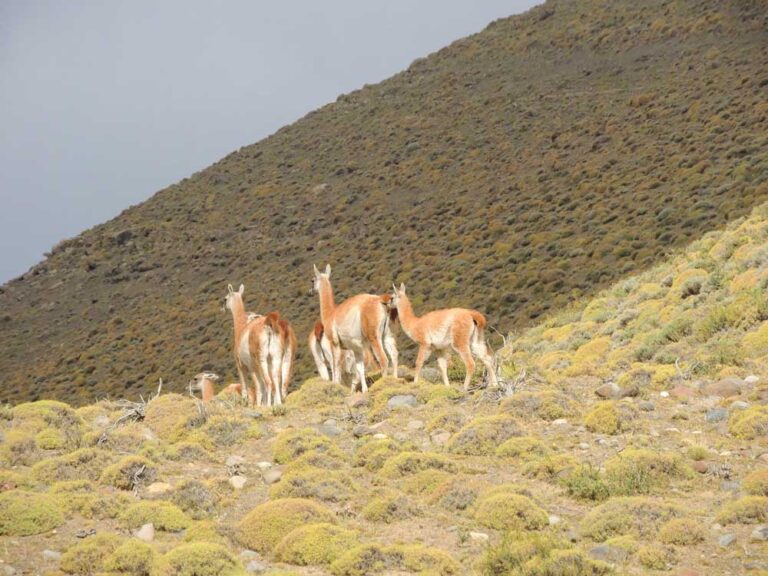 Parque Nacional Torres del Paine — Circuito W — foto 19