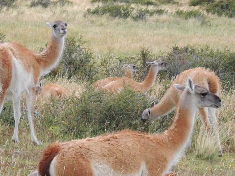 Parque Nacional Torres del Paine — Circuito W — foto 21