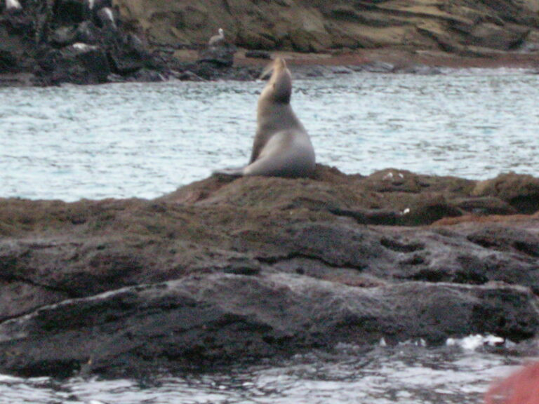 Galápagos, Equador — foto 8