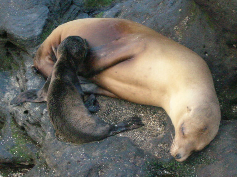 Galápagos, Equador — foto 16