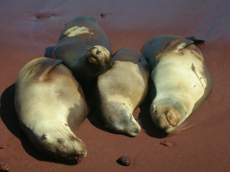 Galápagos, Equador — foto 19