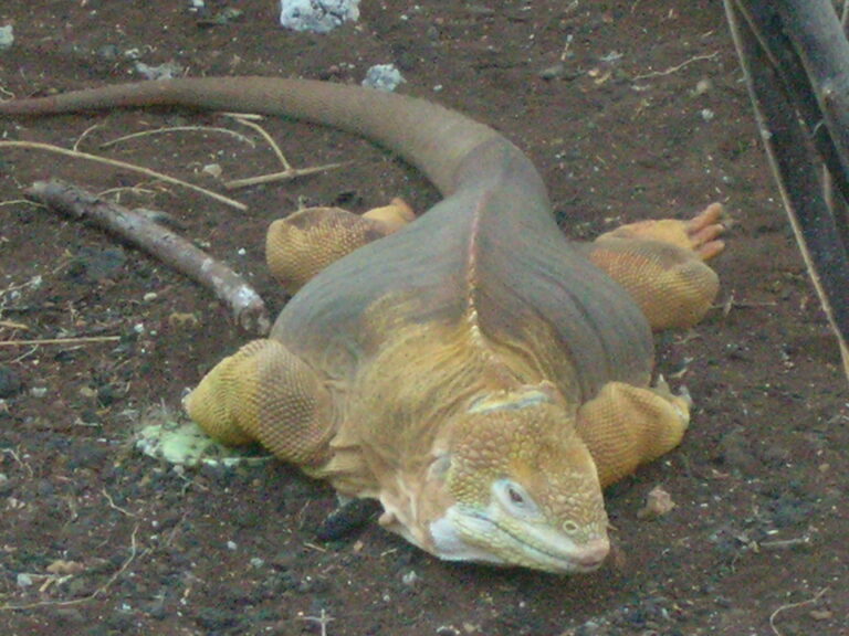 Galápagos, Equador — foto 20