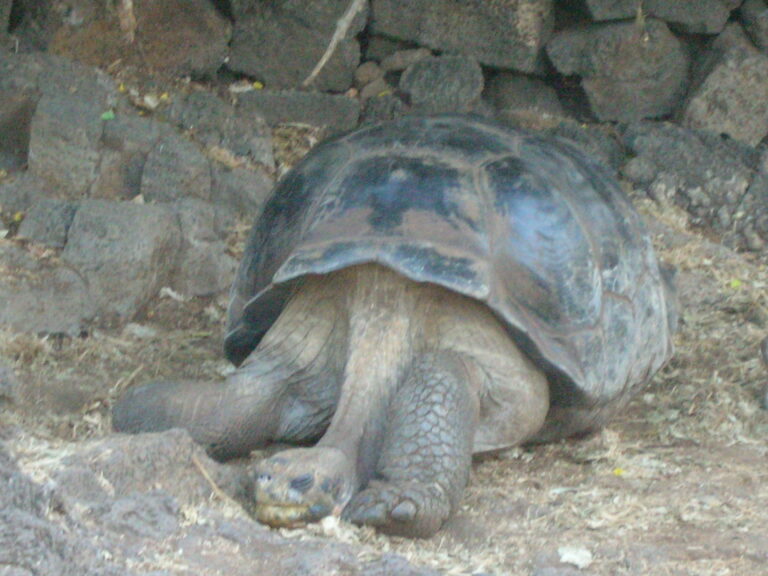 Galápagos, Equador — foto 21