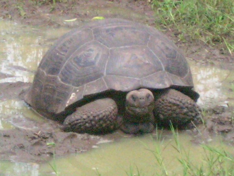 Galápagos, Equador — foto 22