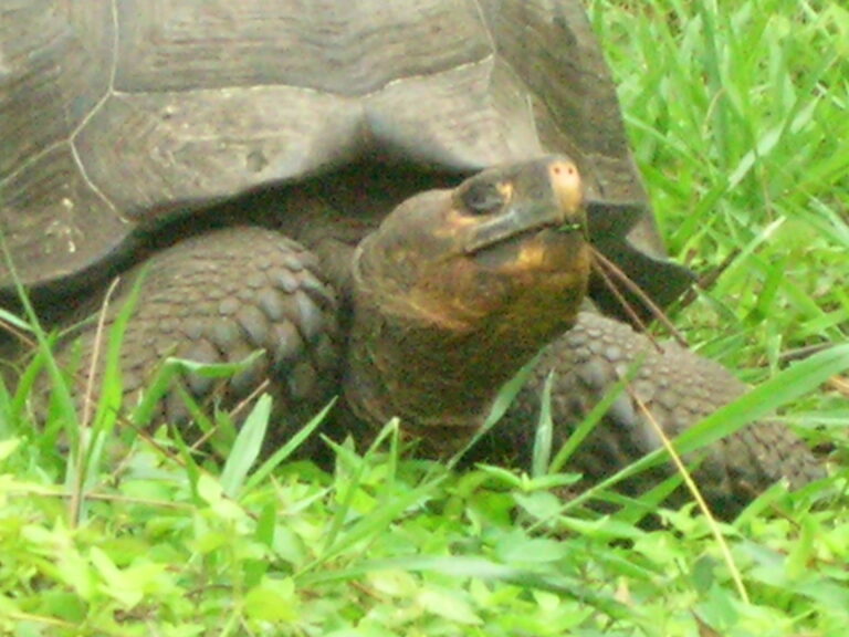 Galápagos, Equador — foto 23