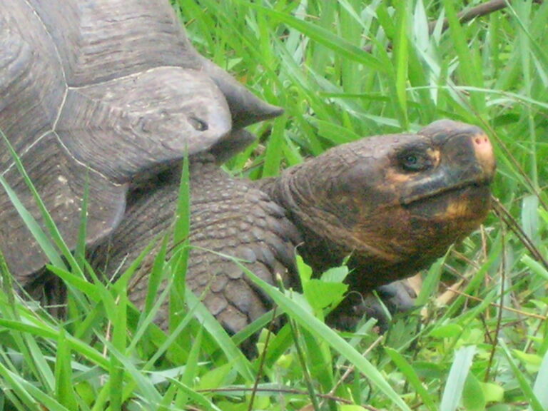 Galápagos, Equador — foto 24