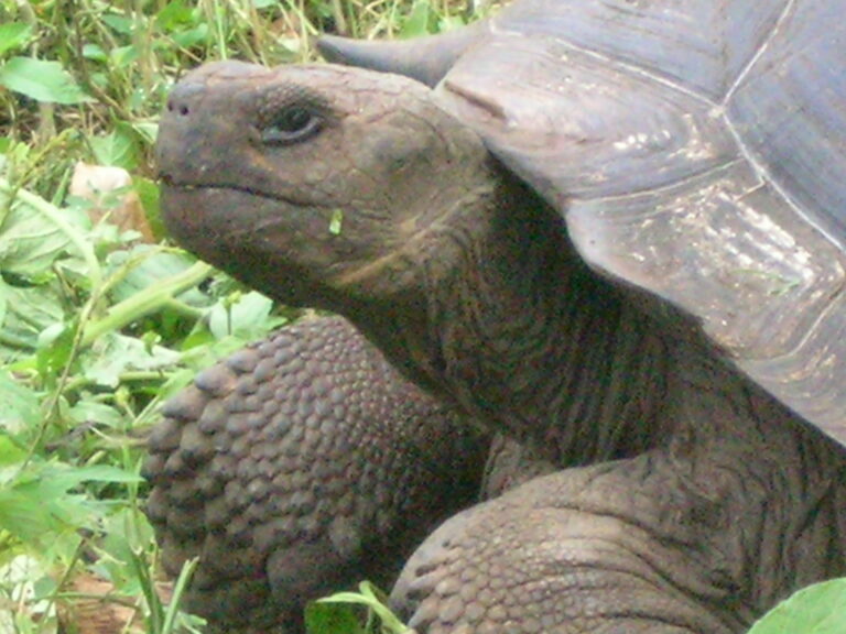 Galápagos, Equador — foto 26