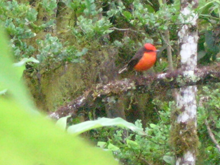 Galápagos, Equador — foto 27