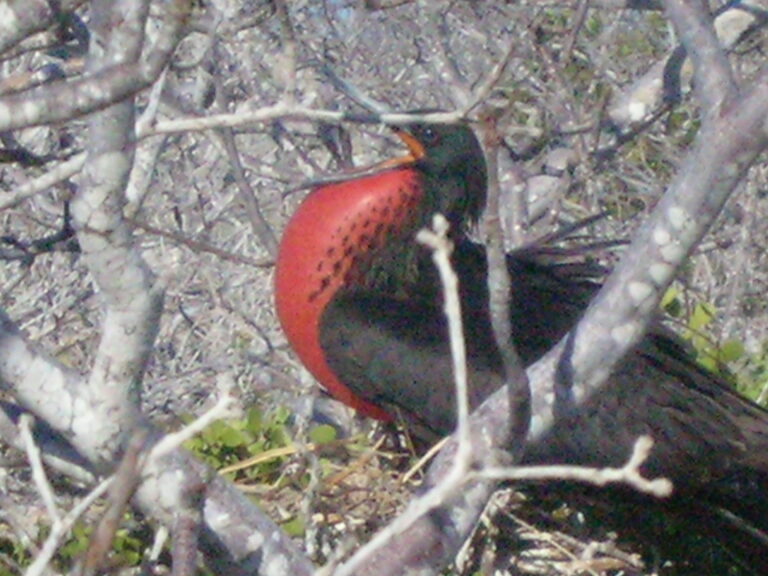 Galápagos, Equador — foto 28