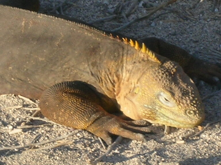 Galápagos, Equador — foto 29