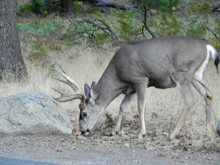California — Yosemite, SF e Napa Valley — foto 10