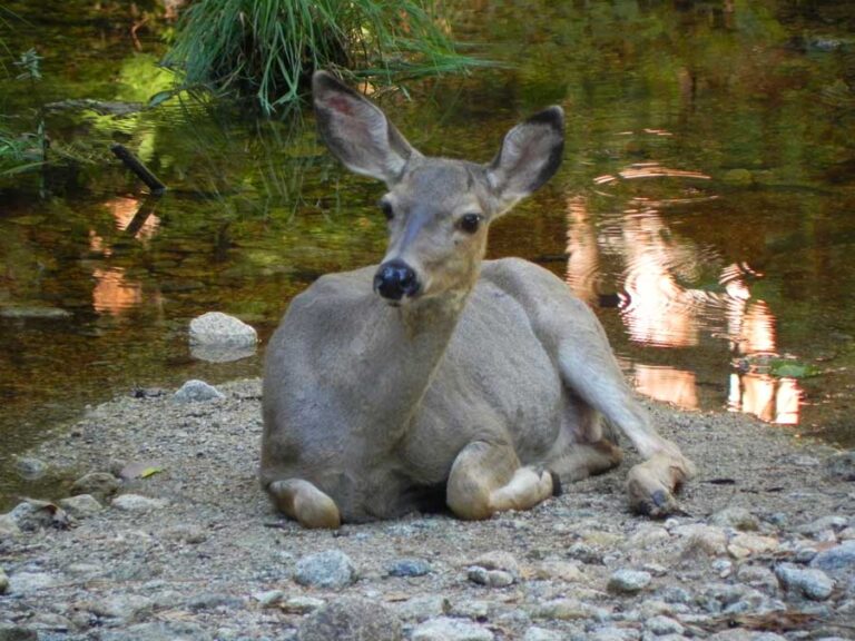 California — Yosemite, SF e Napa Valley — foto 21