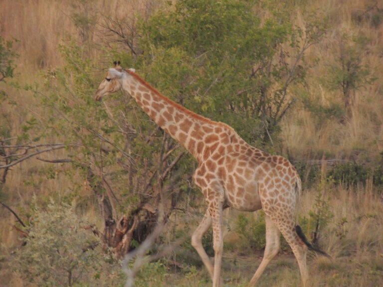 África do Sul — foto 12