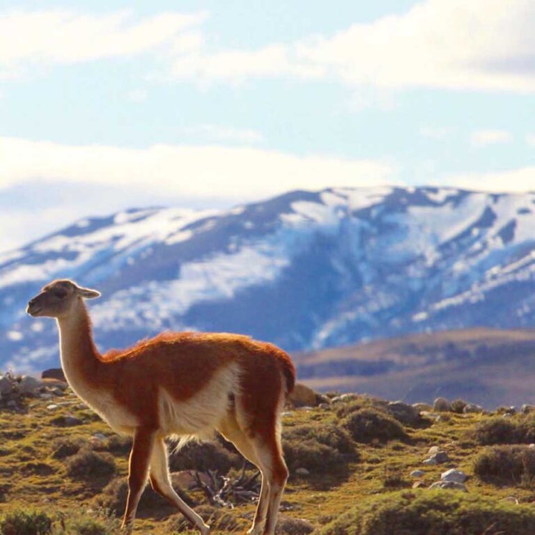 Patagonian International Marathon — 2015 — foto 2