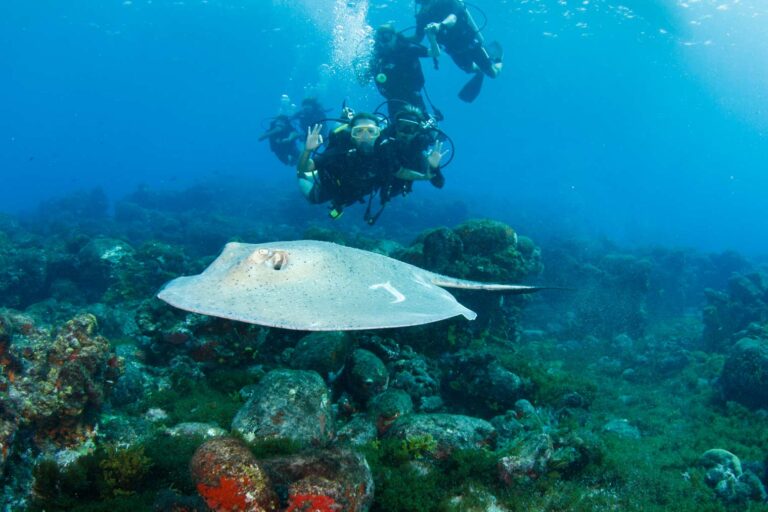 Mergulho Fernando de Noronha — foto 2