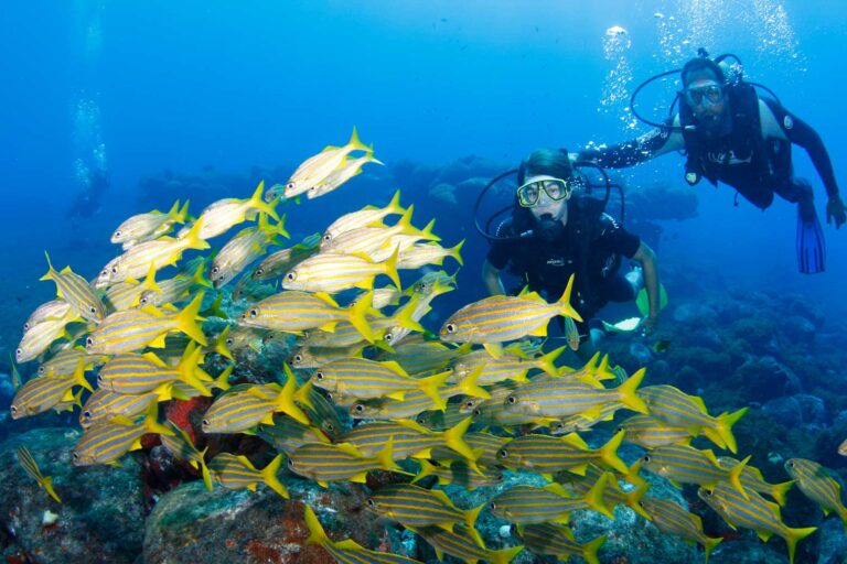 Mergulho Fernando de Noronha — foto 8