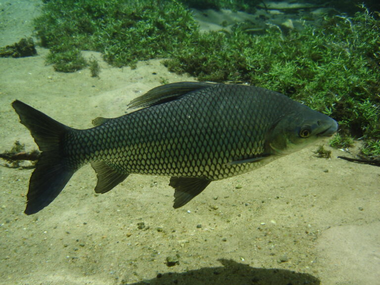 Bonito — Flutuação — foto 2