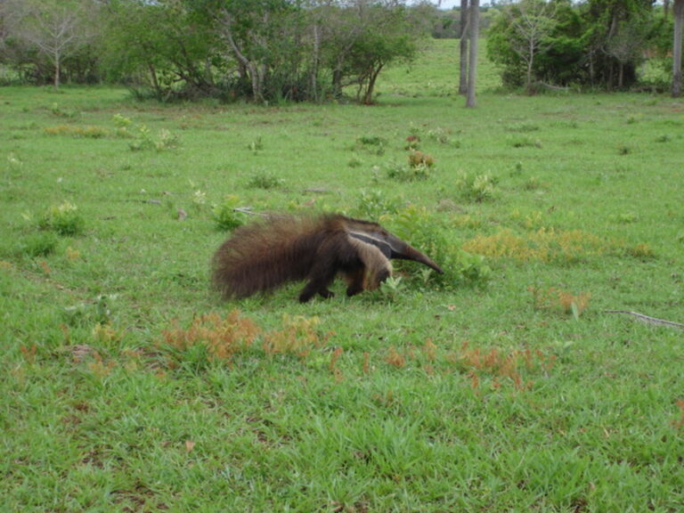 Bonito — Flutuação — foto 8