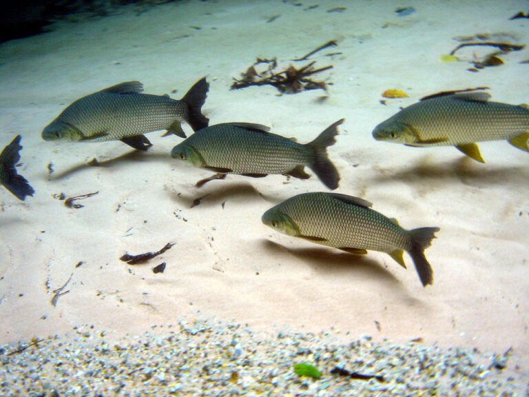 Bonito — Flutuação — foto 3