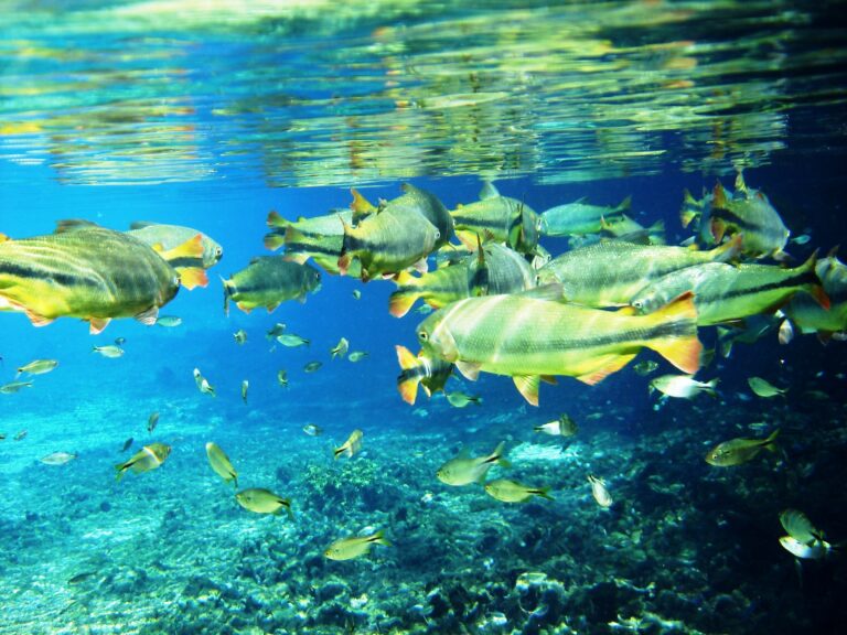Bonito — Flutuação — foto 10