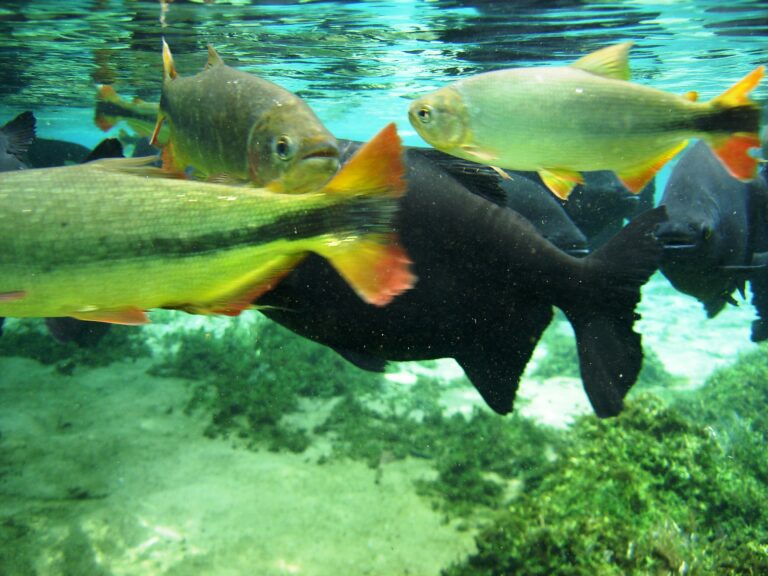 Bonito — Flutuação — foto 14