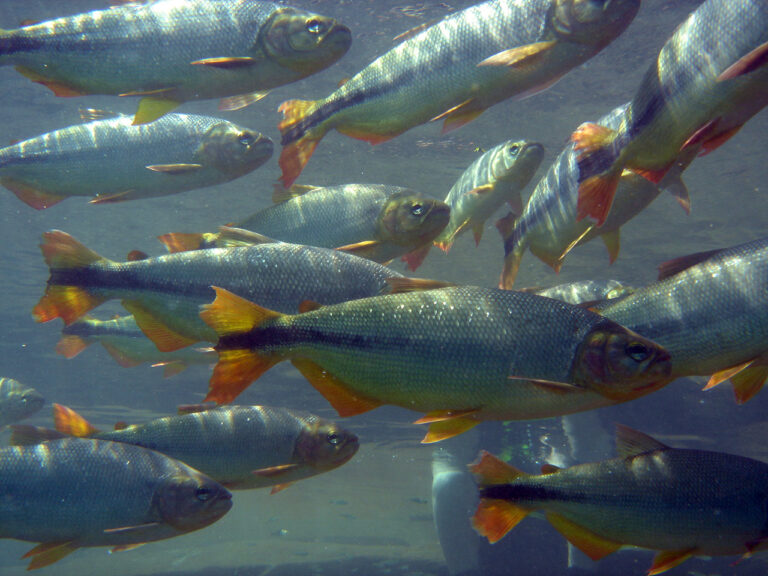 Bonito — Flutuação — foto 4