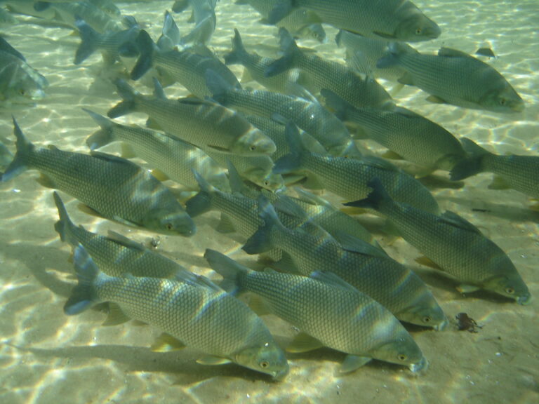 Bonito — Flutuação — foto 5